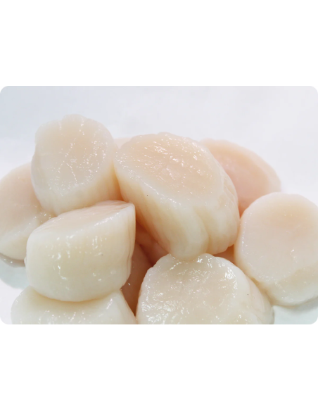 SEA SCALLOPS U10  PACK 3 LBS PANAMEI8 UNITES